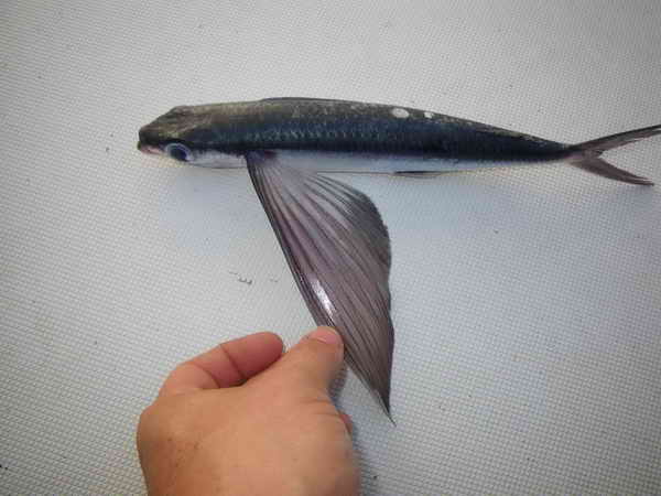 Fliegender Fisch Fliegender Fisch